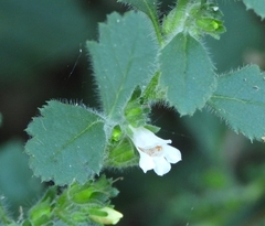 Capraria frutescens (Capraria frutescens)