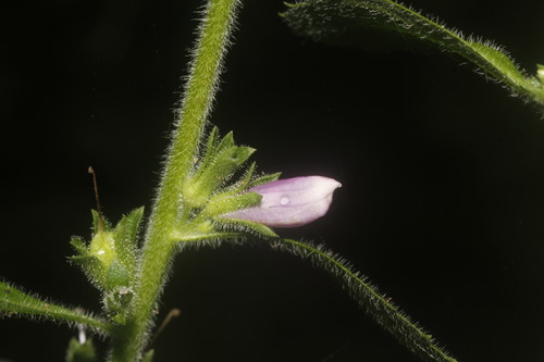 Capraria frutescens (Capraria frutescens)