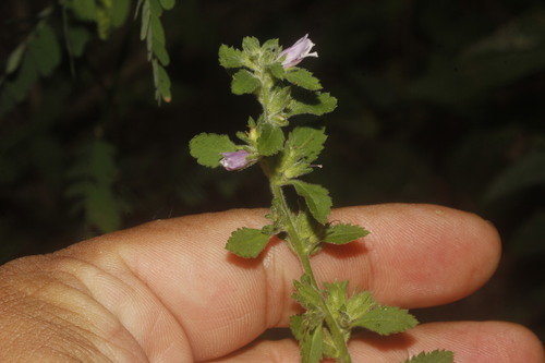 Capraria frutescens (Capraria frutescens)
