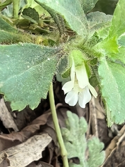 Capraria frutescens (Capraria frutescens)