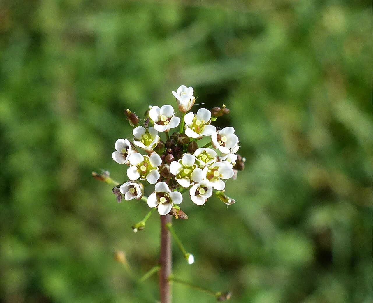 C. rubescens: Capsella rubella