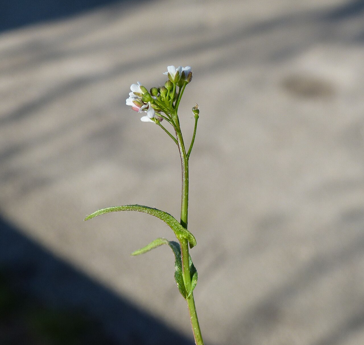 C. rubescens: Capsella rubella