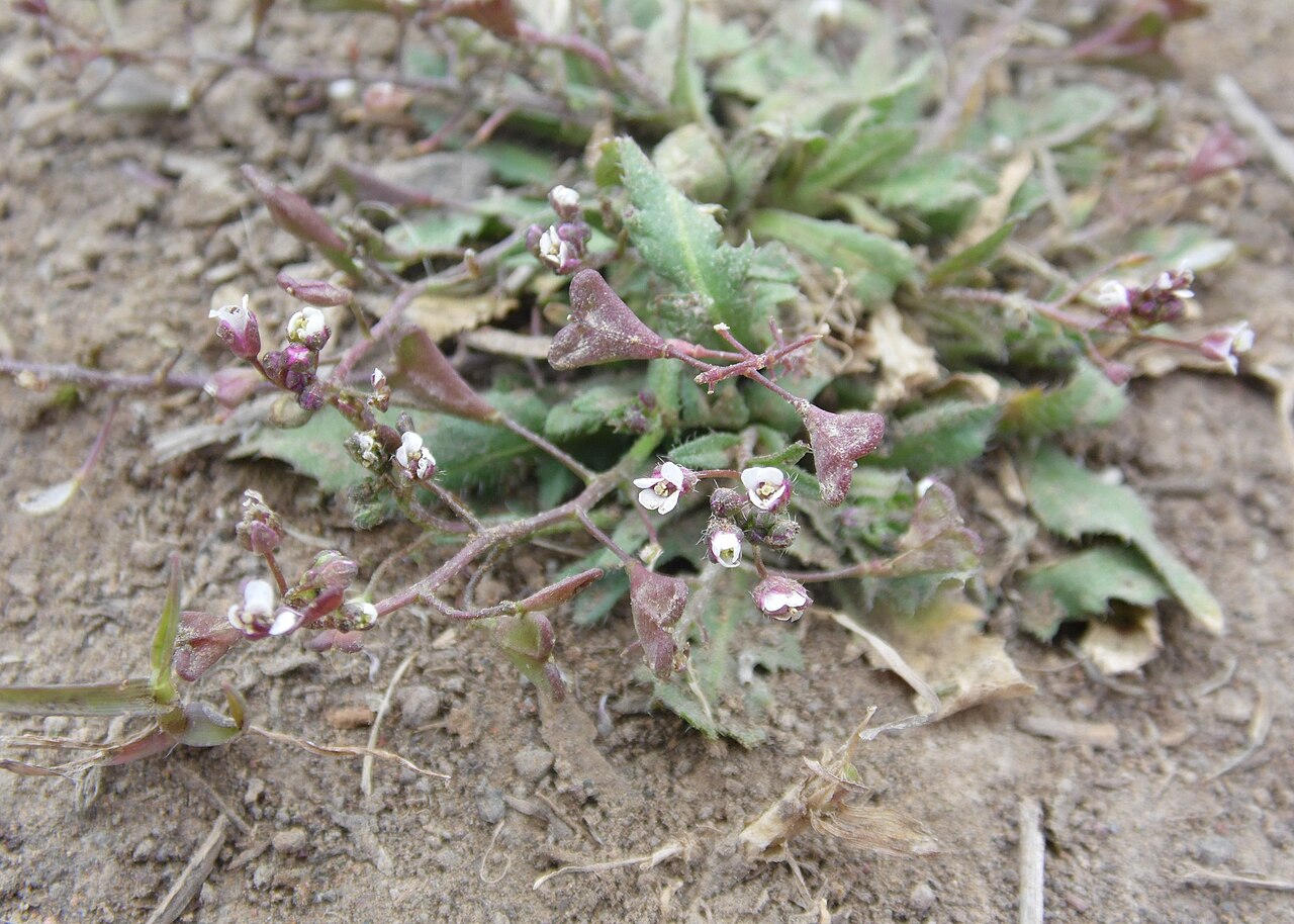 C. rubescens: Capsella rubella on path N from Cruz de Tajeda, Gran Canaria, Canarias Islands
