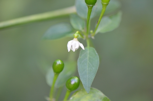 Cayenne pepper (Capsicum annuum)