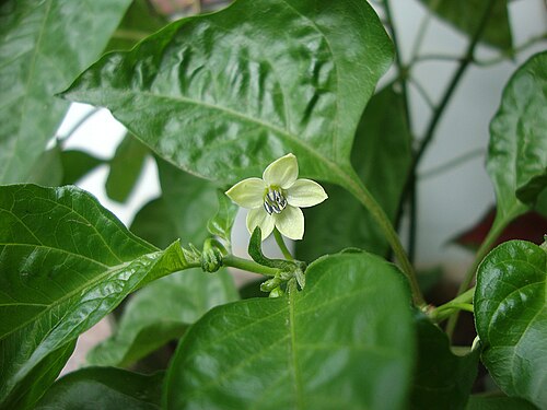 Cayenne pepper: Ớt chuông cảnh