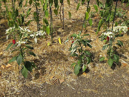 Cayenne pepper: This photo is from Gardenology.org and is available under CC-BY-SA 3.0 license. If you use it, please include attribution to Gardenology.org, with a link if the
