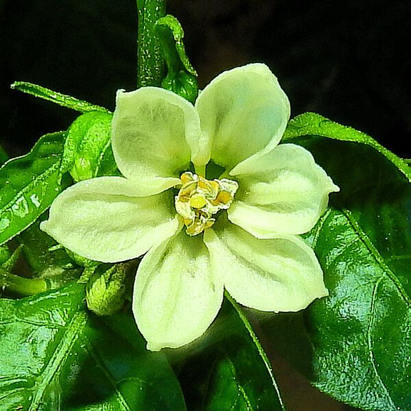 Cayenne pepper (Capsicum annuum)