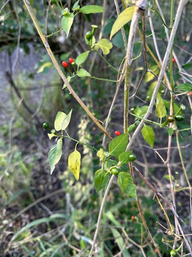 Cayenne pepper (Capsicum annuum)