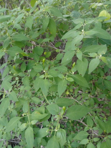 Cayenne pepper (Capsicum annuum)