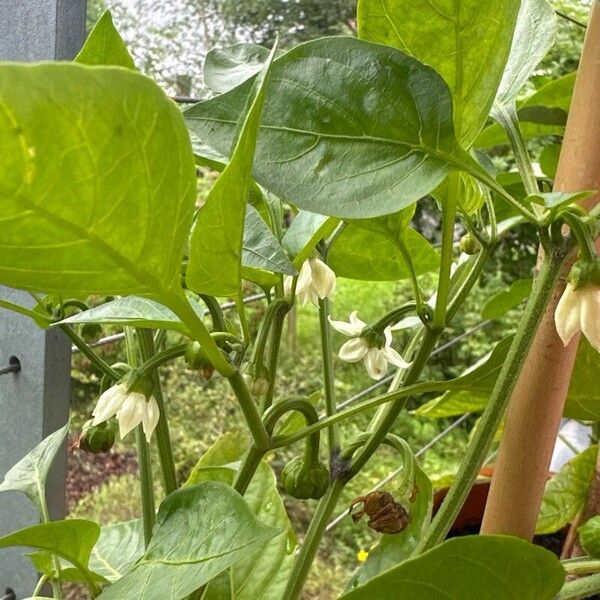 Cayenne pepper (Capsicum annuum)