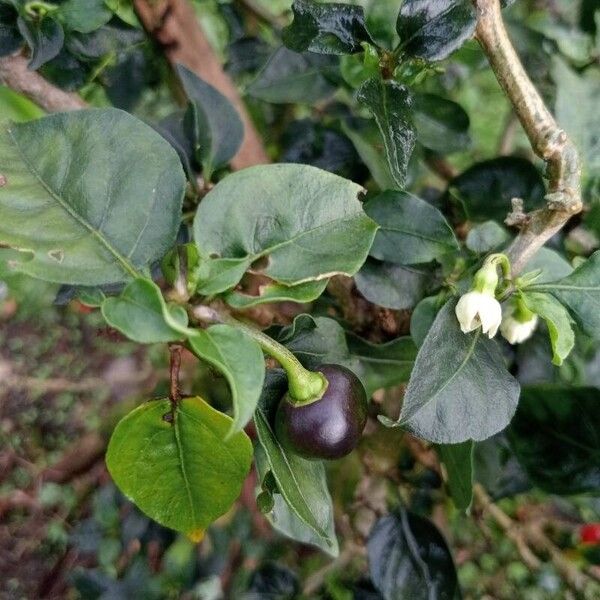 Cayenne pepper (Capsicum annuum)