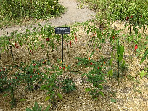 Cayenne pepper: This photo is from Gardenology.org and is available under CC-BY-SA 3.0 license. If you use it, please include attribution to Gardenology.org, with a link if the