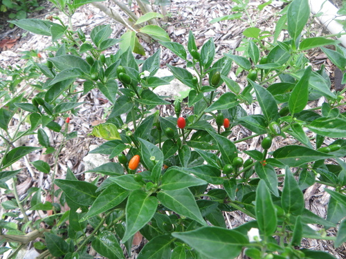 Cayenne pepper (Capsicum annuum)