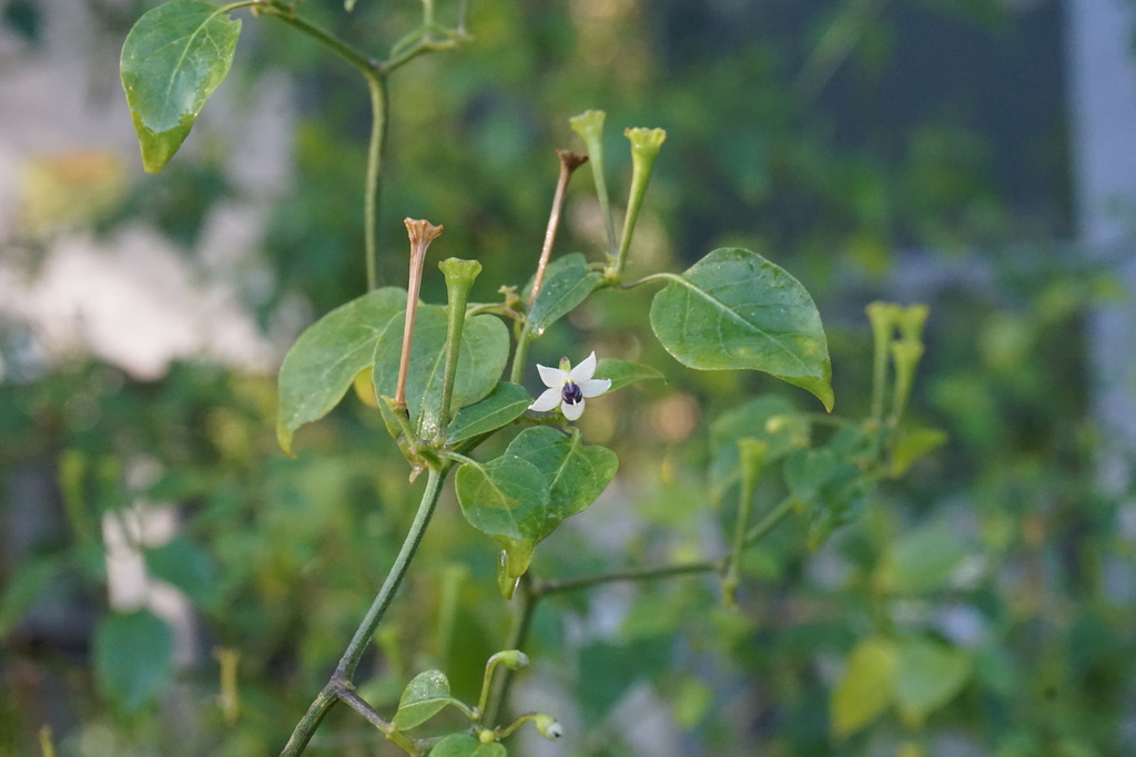 Cayenne pepper (Capsicum annuum)