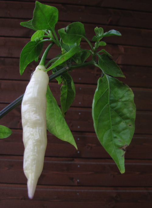 Locoto: Casicum baccatum "Blondie" ripe fruit. Color is creamy white with slight purple hue.