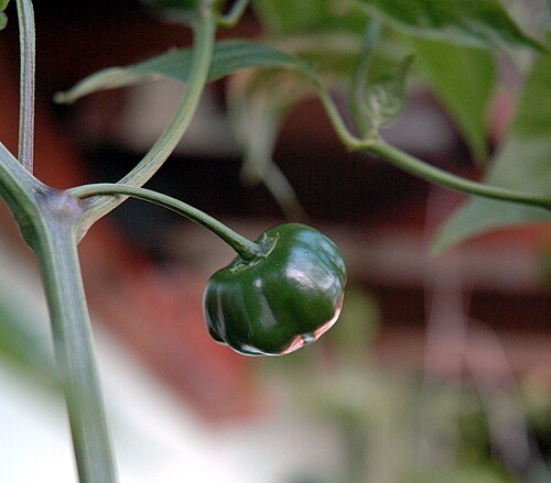 Locoto: Unripe fruit of Capsicum baccatum variety 'Aji Brazilian Red Pumpkin'