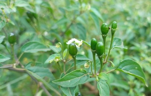 Locoto (Capsicum baccatum)