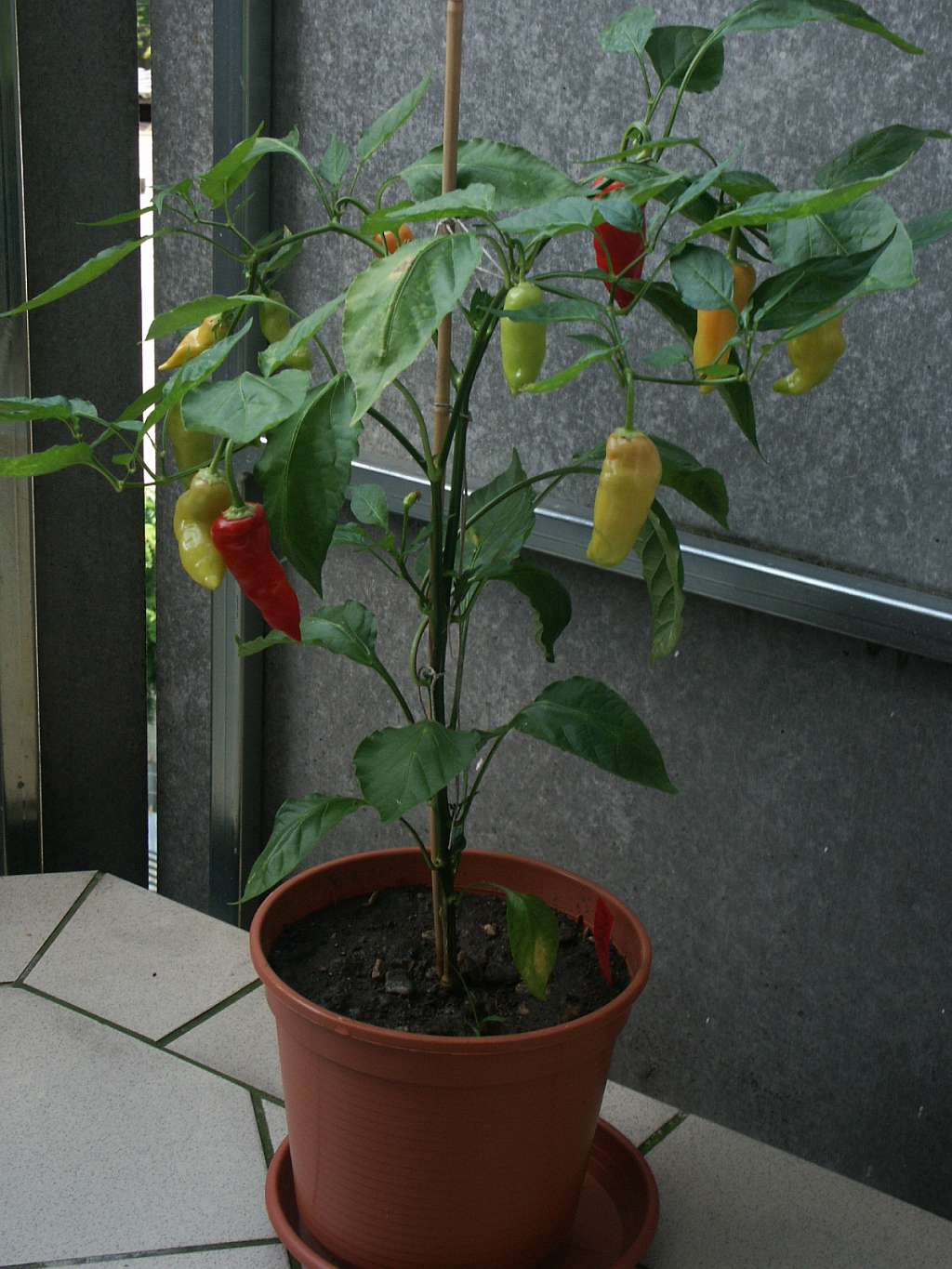 Locoto: Capsicum baccatum Aufgenommen am Balkon von Benutzer:Tigerente am 15.08.2004