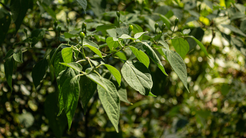 Locoto (Capsicum baccatum)