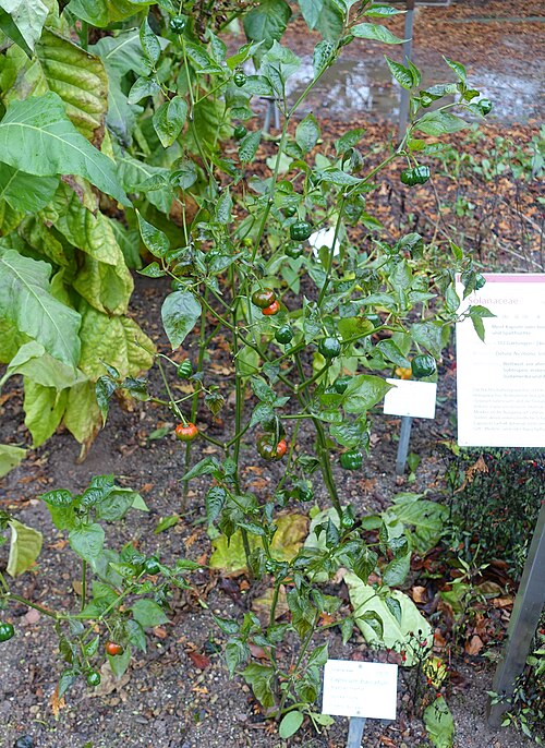 Locoto: Botanical specimen in the Botanischer Garten - Heidelberg, Germany.