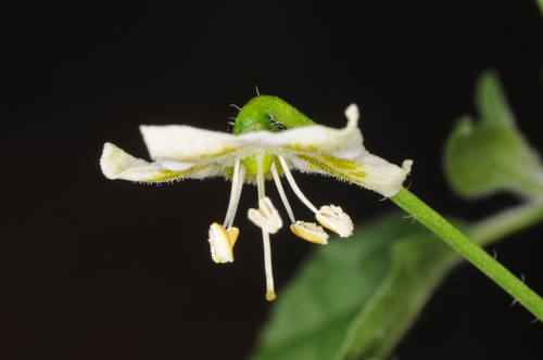 Locoto (Capsicum baccatum)