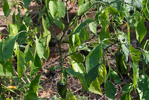 Locoto: Capsicum baccatum - piment - Parc Floral