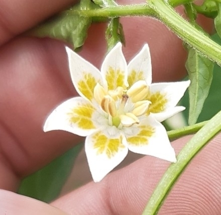 Locoto (Capsicum baccatum)