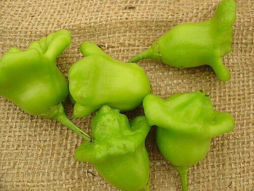 Locoto: Variedad tradicional española de pimiento ( Capsicum baccatum ) denominada pimiento campanilla.