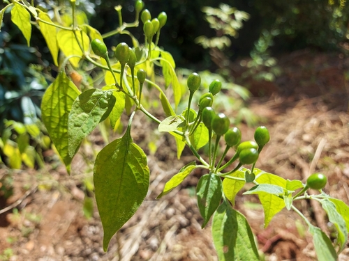 Locoto (Capsicum baccatum)