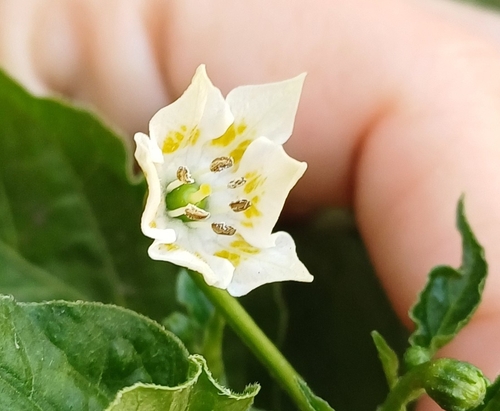 Locoto (Capsicum baccatum)