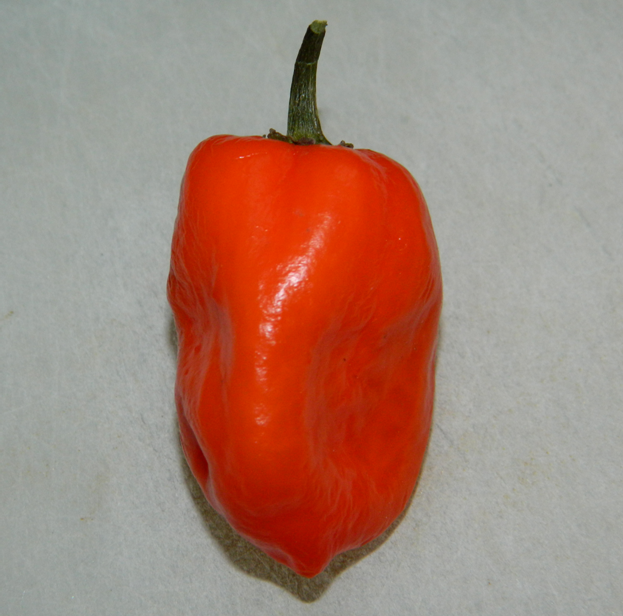 Aji: Another C. chinense fruit, this one looking more like a Bhut Jolokia, but I'm not fully sure.