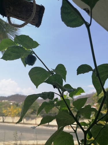 Aji (Capsicum chinense)