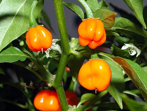 Aji: This image shows Habanero fruits ( Capsicum chinense ).