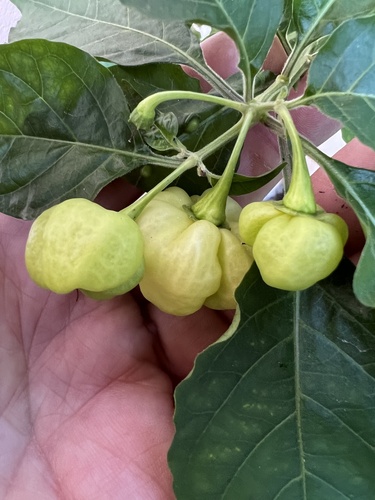 Aji (Capsicum chinense)