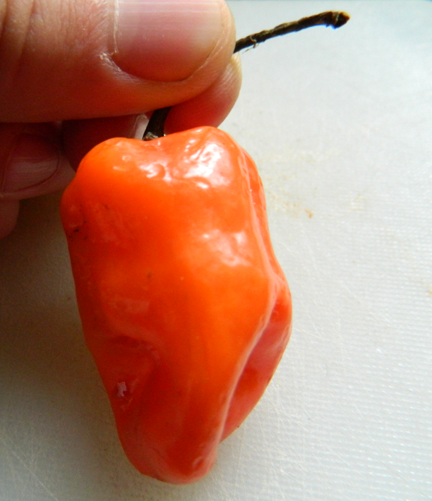 Aji: The fruit of Capsicum chinense (probably orange habanero).