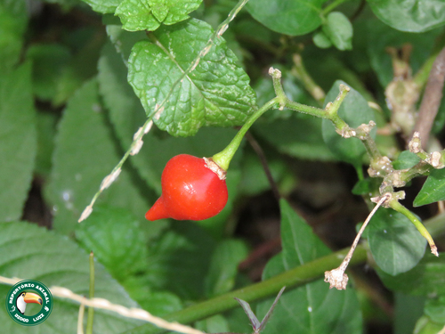 Aji (Capsicum chinense)