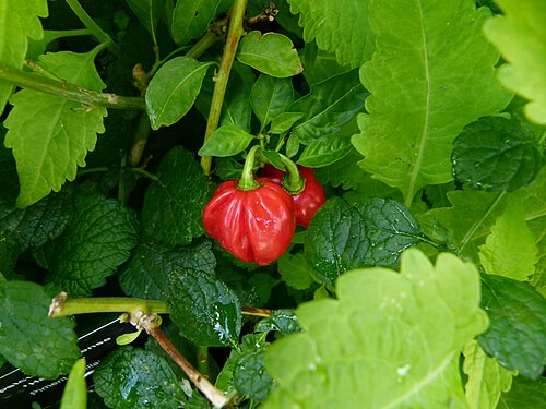 Aji: Serres du jardin du Luxembourg