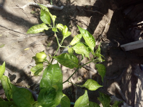 Aji (Capsicum chinense)