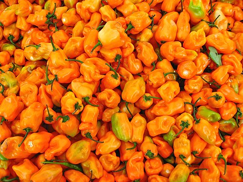 Aji: Capsicum chinense