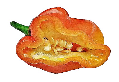 Aji: Habanero on white background