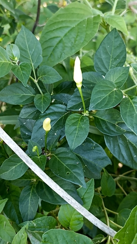 Capsicum frutescens (Capsicum frutescens)