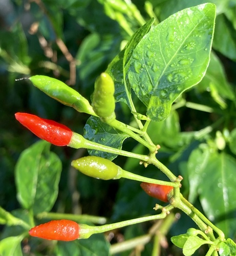 Capsicum frutescens (Capsicum frutescens)