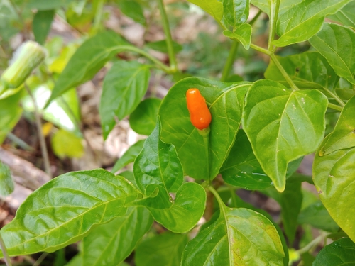 Capsicum frutescens (Capsicum frutescens)