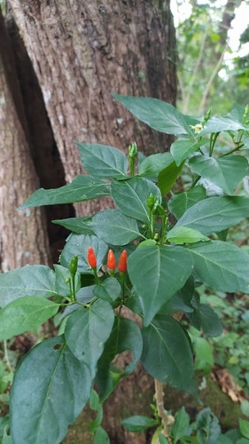 Capsicum frutescens (Capsicum frutescens)