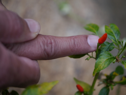 Capsicum frutescens (Capsicum frutescens)