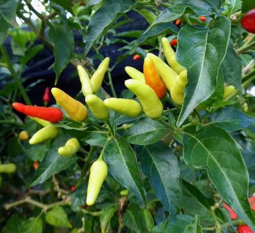 Capsicum frutescens (Capsicum frutescens)