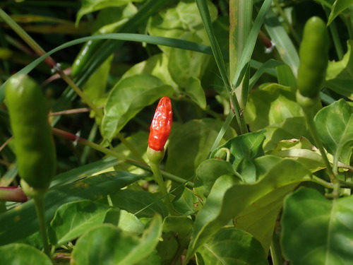 Capsicum frutescens (Capsicum frutescens)
