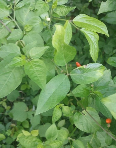 Capsicum frutescens (Capsicum frutescens)