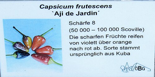 Capsicum frutescens: Infotafel Capsicum frutescens 'Aji de Jardin'