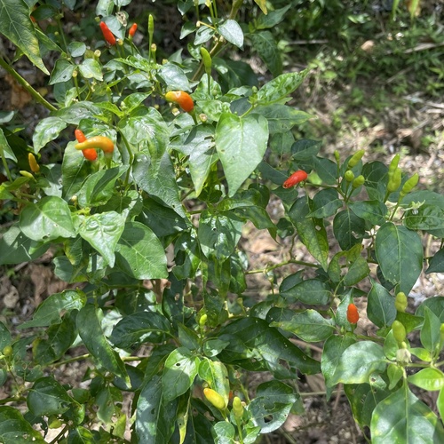 Capsicum frutescens (Capsicum frutescens)